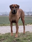 05 Foto von meinem Hund DB.jpg