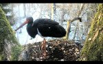 130416-01_black stork nest.jpg