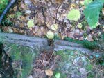 schießstättenweg kerbe.jpg